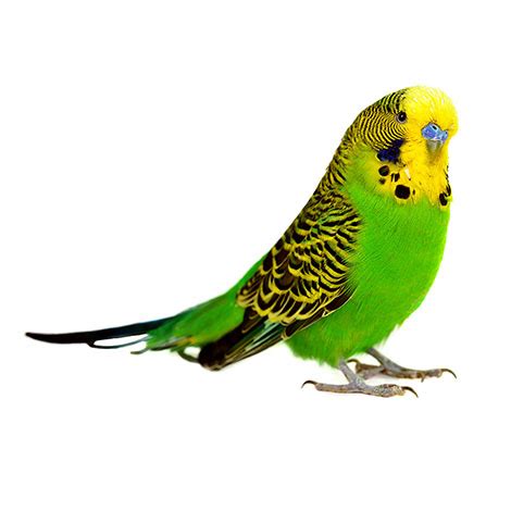 Wie sie damit die transparenz einstellen und das bild richtig abspeichern. The World's Most Popular Pet Bird | Introduction To ...