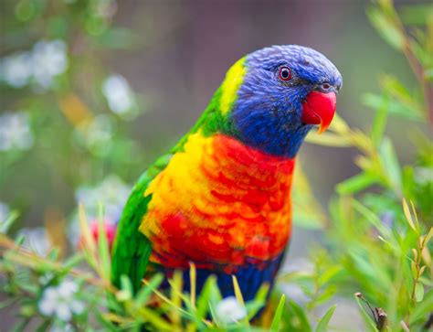8 Best Medium Sized Pet Bird Species