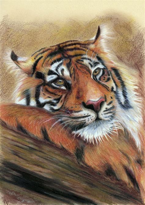 Peaceful Mind By Olga Dabrowska Portrait Of Sumatran Tiger