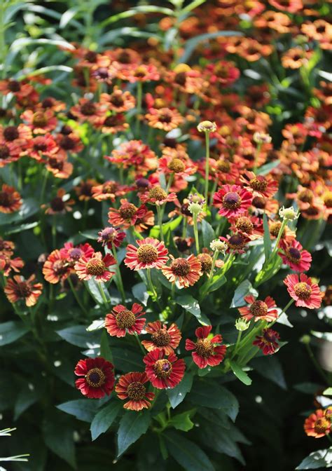 Summer flowering perennials for shade. Best Perennials for Late Summer Color | Best perennials ...