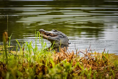 Alligators In Texas Lake Have Started Attacking Boats And No One Knows Why