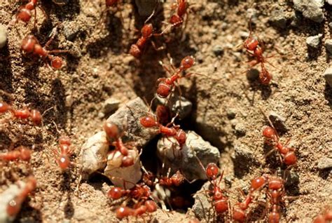 Red Imported Fire Ants An Aggressive Species Of Fire Ants