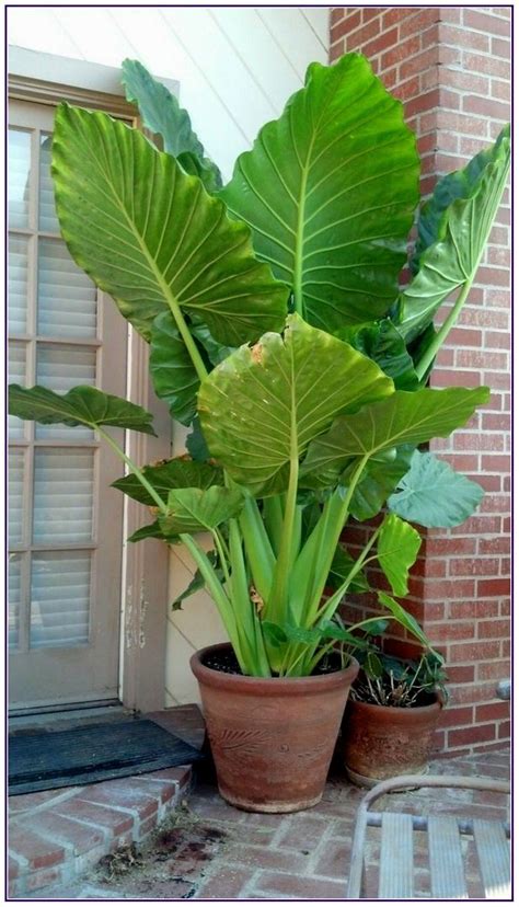Elephant ear plant – Artofit