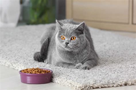 How Much Does A British Shorthair Cost 2024 Price Guide