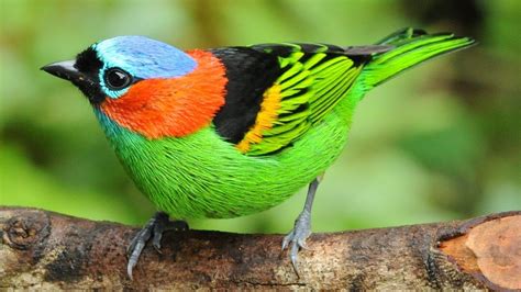 Pet Birds Rainforest Birds