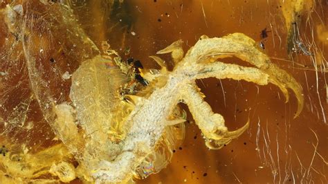 Bird That Lived Alongside Dinosaurs Found in Amber
