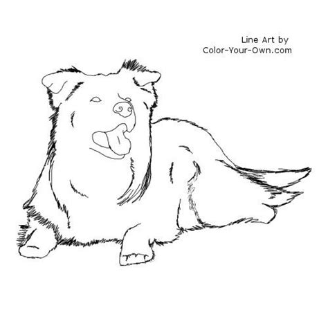 Border Collie Dog Laying Down Coloring Page Border Collie Border