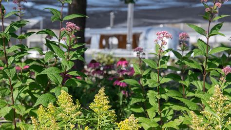 How To Create A Pollinator Habitat Pollinator Garden Mulhalls