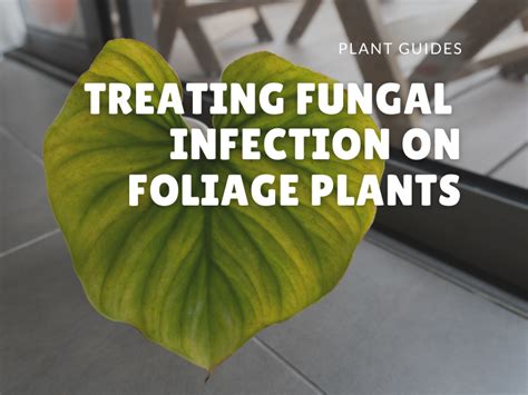 Treating Fungal Infection On Foliage Plants Picky Prickly Plants