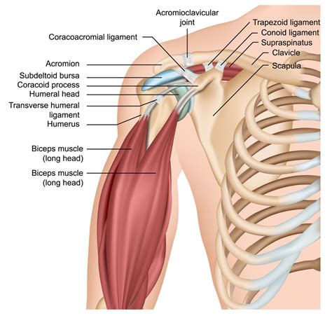 Shoulder Anatomy