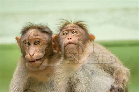Two Cute Macaque Monkeys Sitting Together With Green Background In