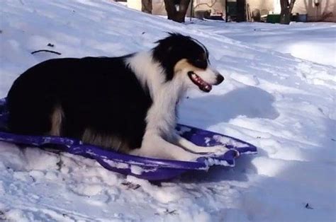 This Dog Pulls A Sled Up A Hill And Rides It Back Down Dog Sledding