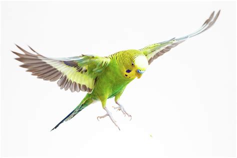 Parakeet Budgie Green