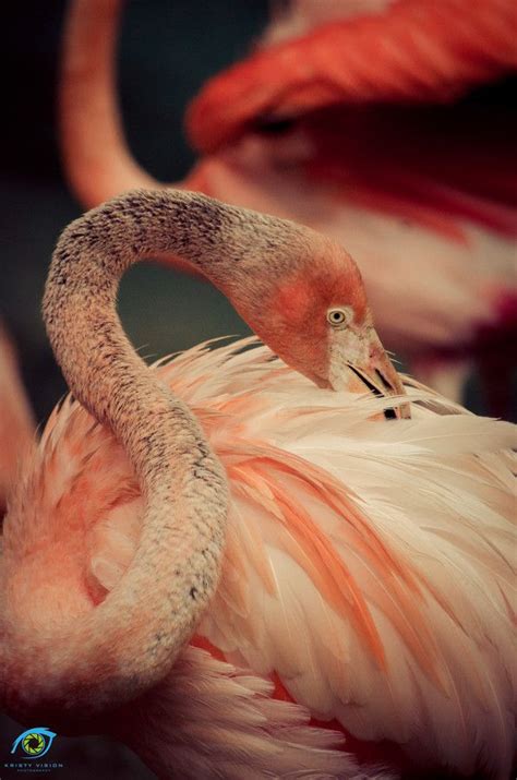 Flamingo Pet Birds Flamingo Animals