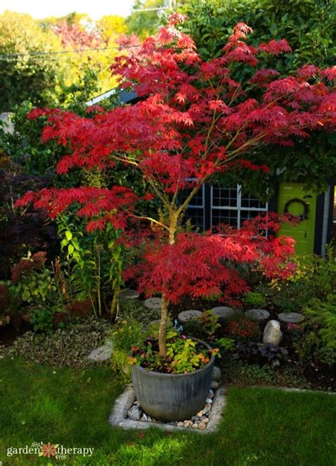 Potted Trees The Best Container Trees To Grow In Pots Artofit