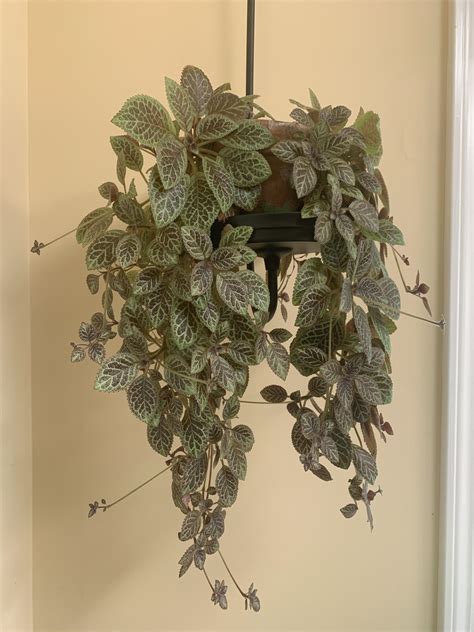 My plant rescue started out with just few leaves. I don’t even know