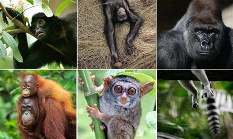 Over Half Of Worlds Wild Primate Species Face Extinction Report