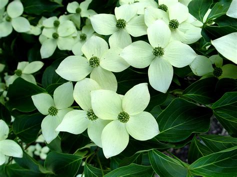 Of all the varieties of dogwood, gardeners are most familiar with the flowering dogwood (cornus florida). Kousa dogwood | Garden Housecalls