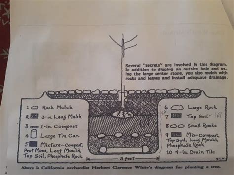 Plantation arbres electroculture - Electroculture Nature : Free