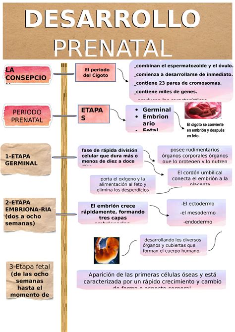 Etapa Prenatal Mapa Conceptual Legia