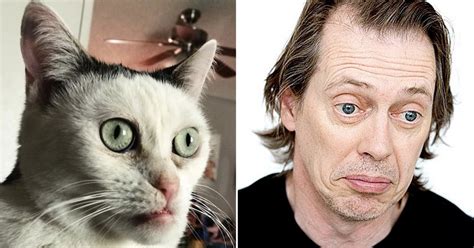 Cats That Look Like Celebrities 9gag