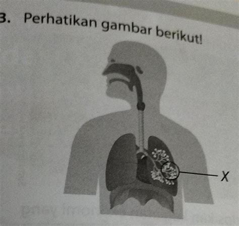 Perhatikan Gambar Berikut Fungsi Organ Pernapasan Yang Ditunjuk