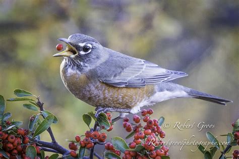 Birds Going Nuts Over Berries — Robert Groos Photography