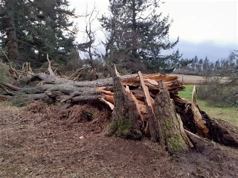 Most Fallen Trees Can Stay Where They Are Storm Update Tree Care