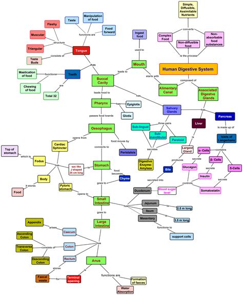 Human Digestive System Concept Map Concept Map Human Digestive