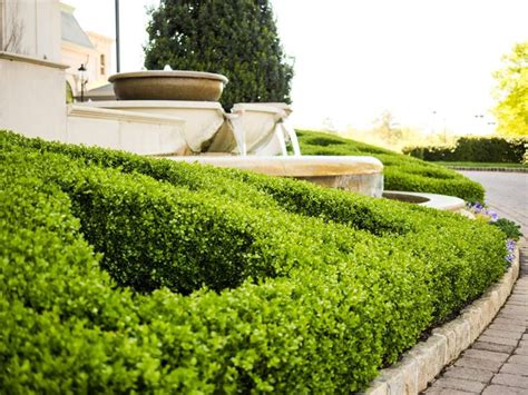 Boxwood Hedge How To Grow Where To Plant And Inspiration Boxwood