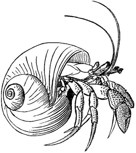 922x866 hermit crab shell coloring page hermit crab art 398x218 sweet hermit crab drawing all about hermit crabs 1024x749 printable hermit crab coloring pages for kids cool2bkids within Hermit Crab in Shell | Generally these look best in ...
