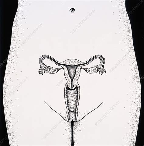 Female Reproductive Organs Stock Image P6160355 Science Photo