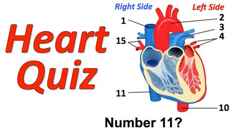 49 Heart Diagram Test Background World Of Images
