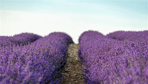Lavender Flower Blooming Scented Fields In Endless Rows On Sunset