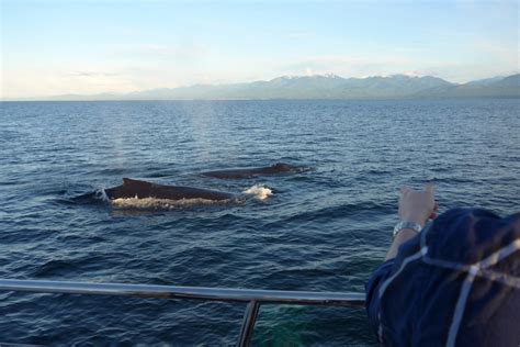 Whale Watching In Victoria Bc Solemate Adventures
