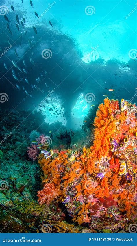 Vertical Shot Of Beautiful Underwater Scenery Near A Colorful Coral