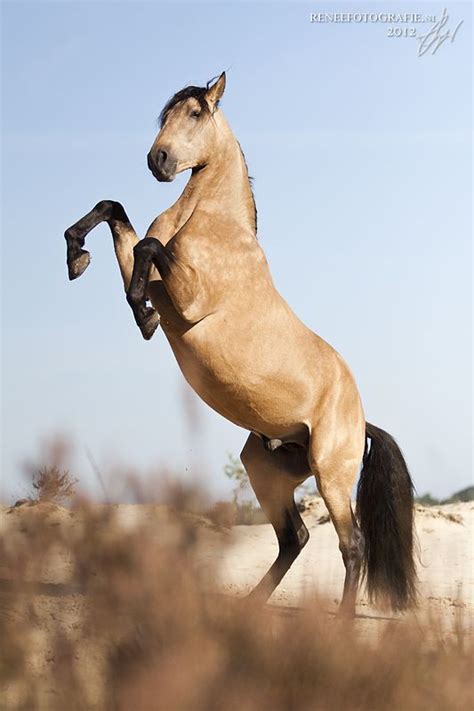 Spirit is a buckskin kiger mustang colt. Buckskin Mustang SPIRIT