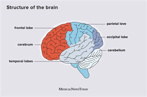 Frontal Lobe Functions Structure And Damage