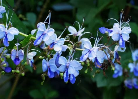 开花植物中“蓝色”很少见，如果你喜欢蓝色花，给大家推荐17种蓝色植物飞燕草新浪新闻