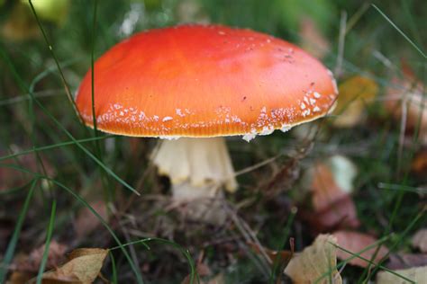 Orange Red Stuffed Mushrooms Mushroom Fungi Red Orange