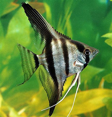 Silver Zebra Angelfish Pterophyllum Scalare Tropical Fish Keeping