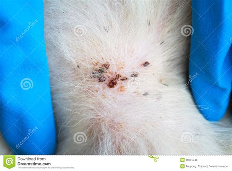 Close Up Of Dog Ticks On The Fur Of White Dog Ticks On Hair Of Dog