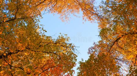 Autumn Photo In Gold Tones Yellow Foliage On Trees In The Rays Of The