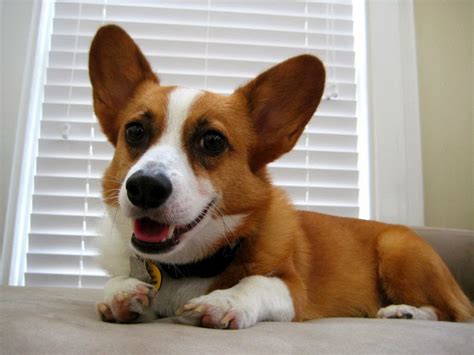 Here Are The 22 Happiest Corgis To Brighten Your Day Best Photography Art Landscapes And