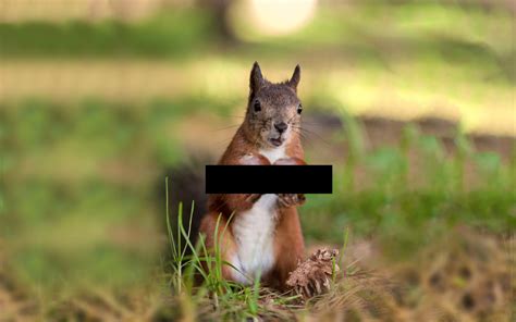 Twitter Goes Nuts For Japans Latest ‘sexy Animal A Busty Squirrel