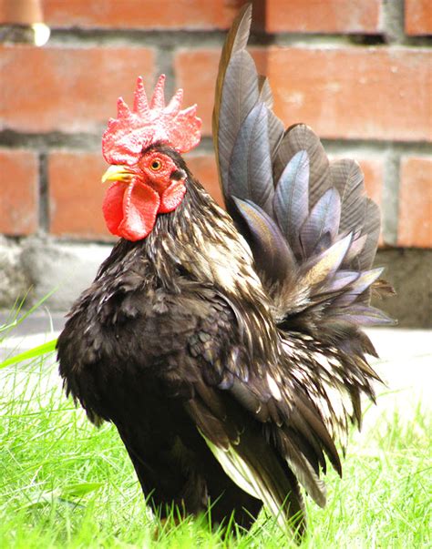 Serama Chicken Characteristics Origin Uses