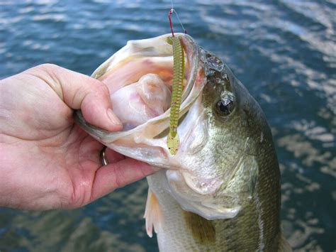 A Pro S Guide To Rigging A Plastic Worm For Bass Fishing