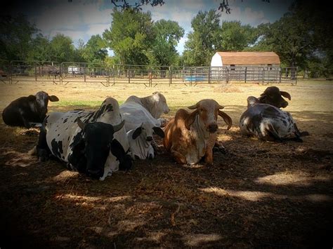 Siesta Time For The Sardo Negro And Gyr Cattle At The Vhr Ranch In