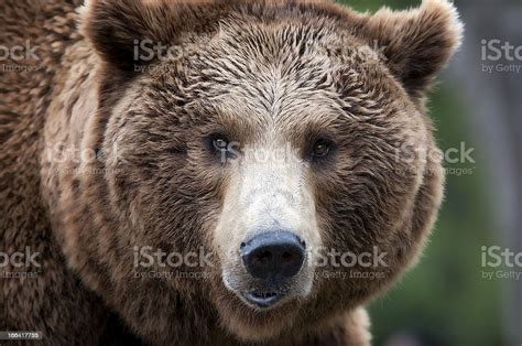 Brown Bear Close Up Portrait Stock Photo Download Image Now Animal