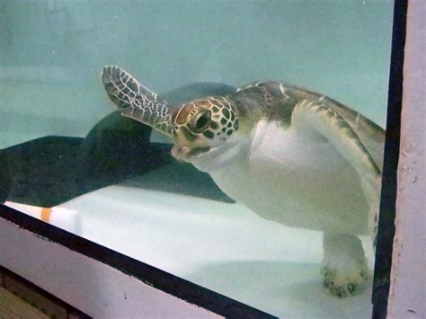 National Aquarium Rehabilitates Stranded Sea Turtles Video Wtop News